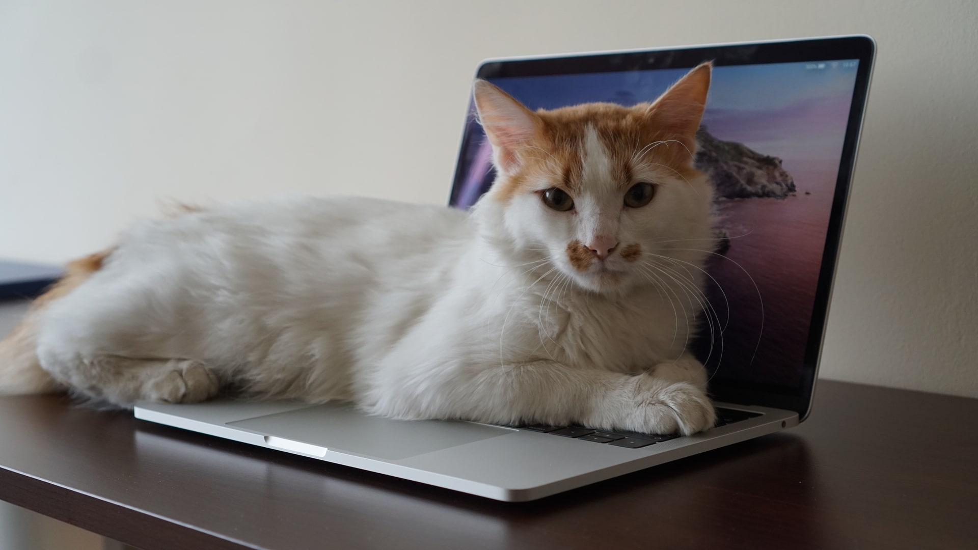 Codi our office cat